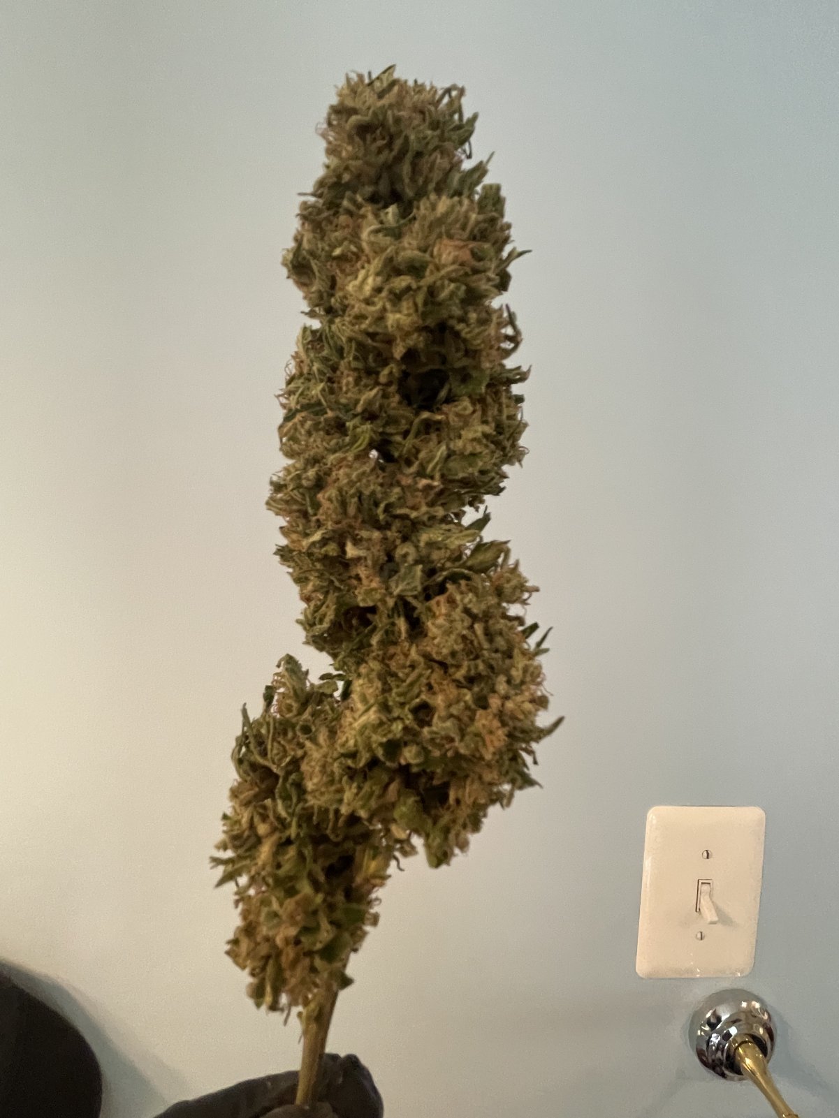 GDP_THC Bomb__11_11_2023_03.jpg