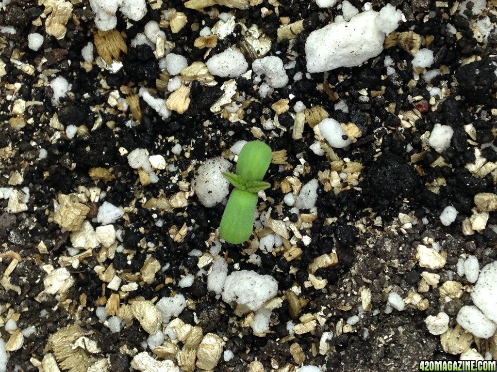 GDPSeedling2