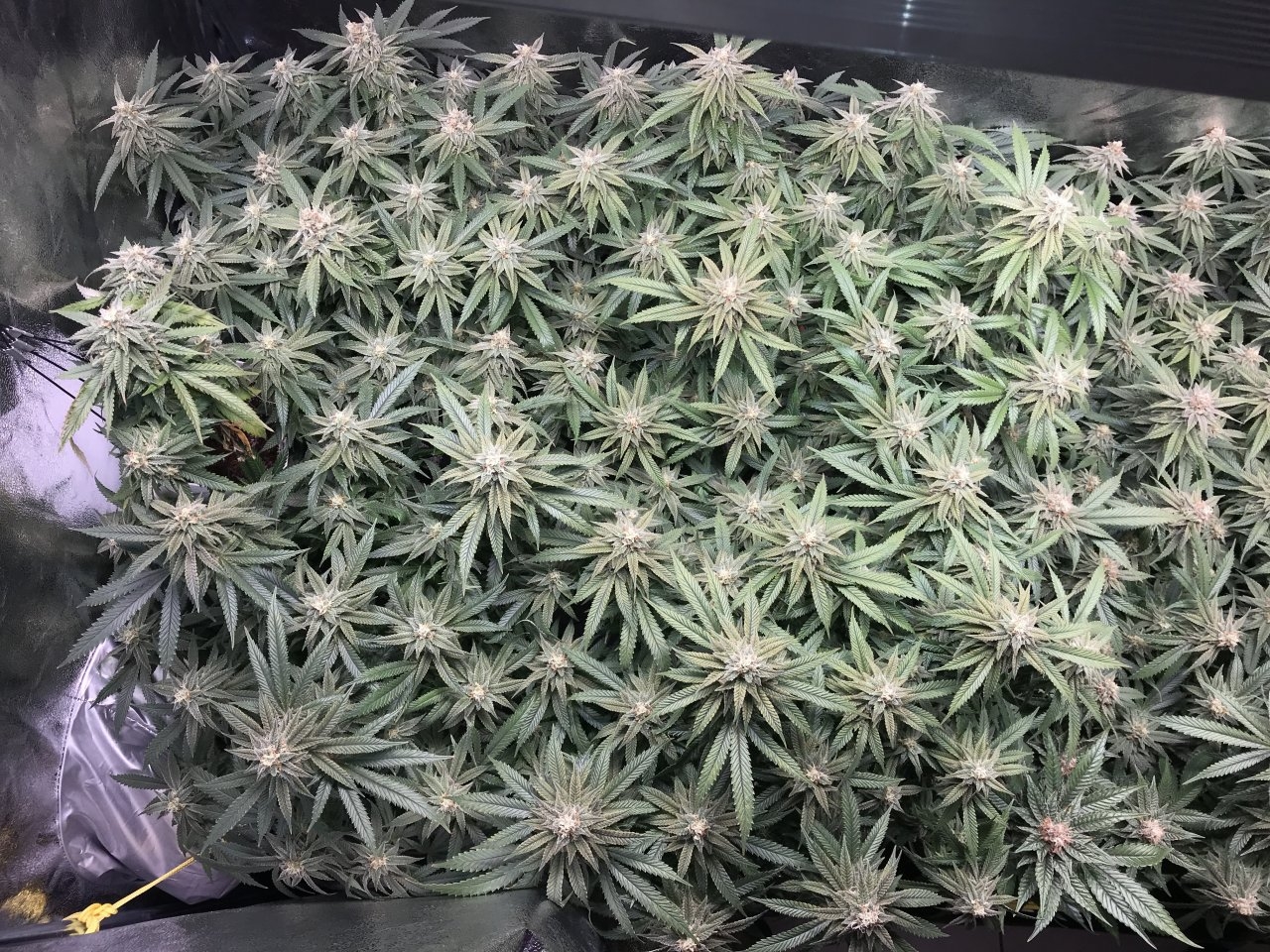 GDQUADSideOfTheGrow.JPG