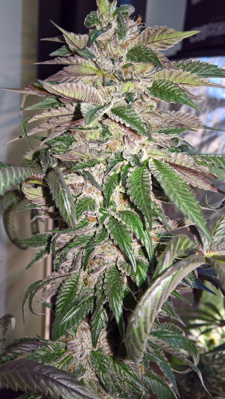 Gelat OG frost Wk9 D6