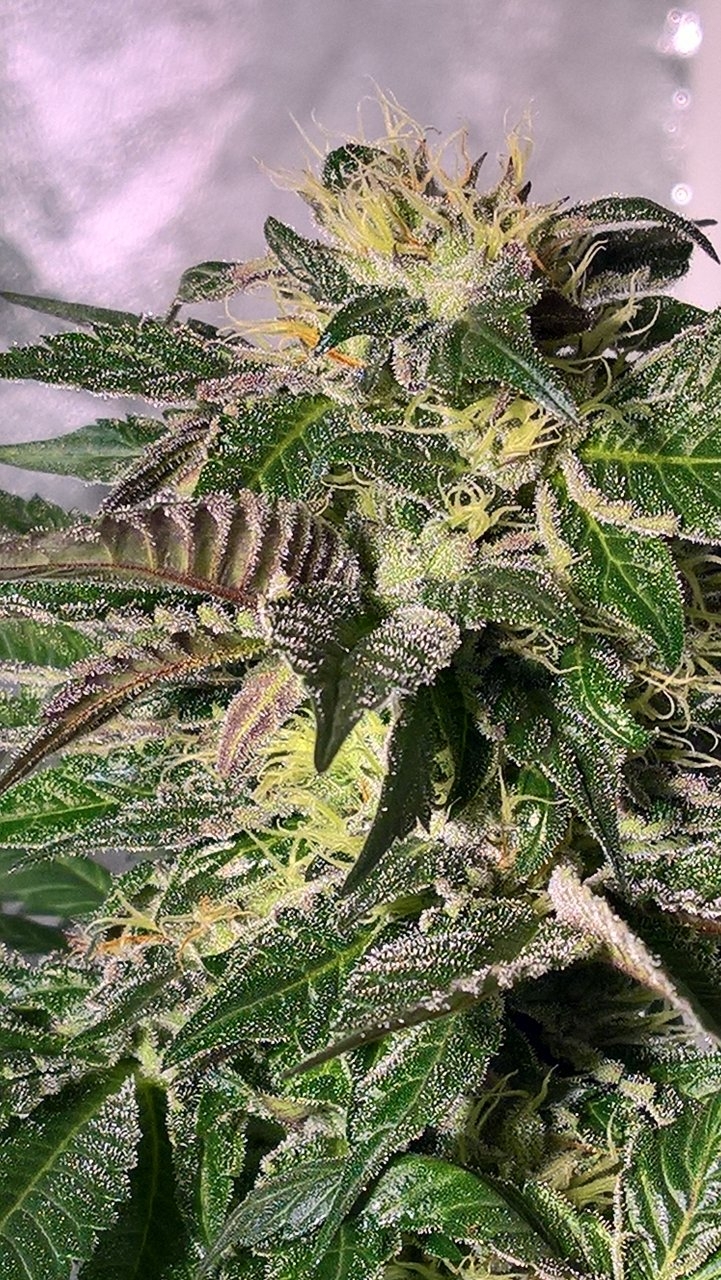 Gelat OG top cola wk6