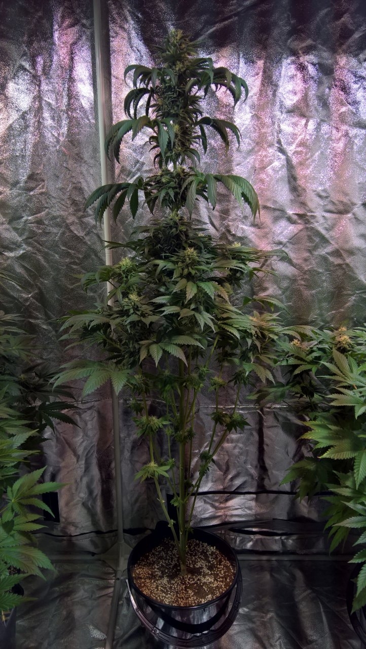 Gelat OG Week6 Day6 after defol.