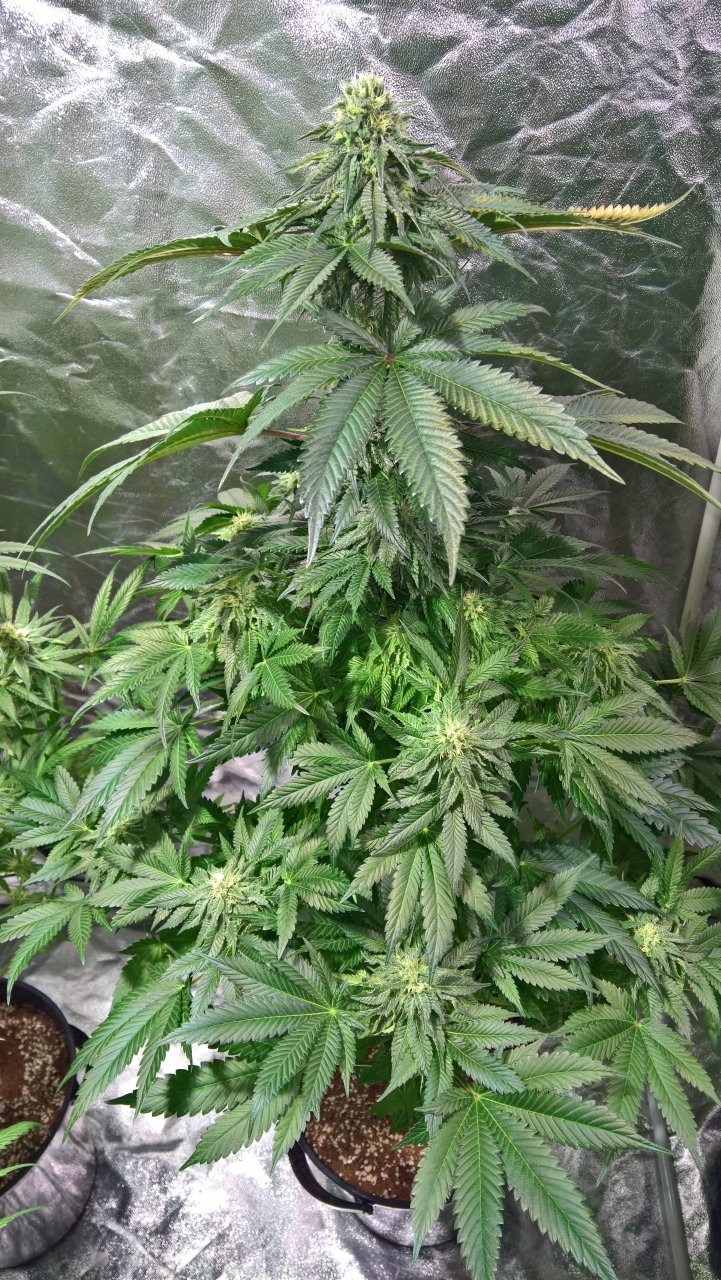 Gelat OG Week6 Day6