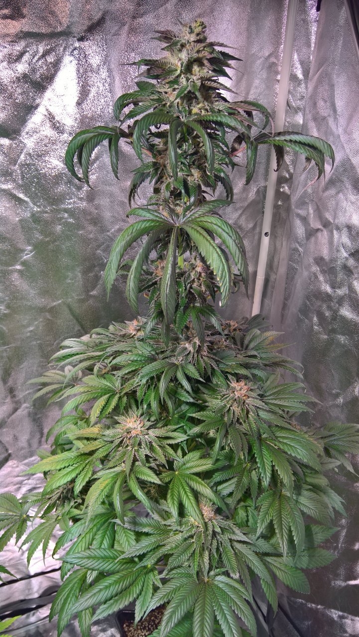 Gelat OG Week8 Day5