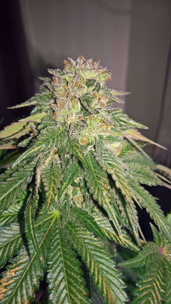 Gelat OG Wk9 D6