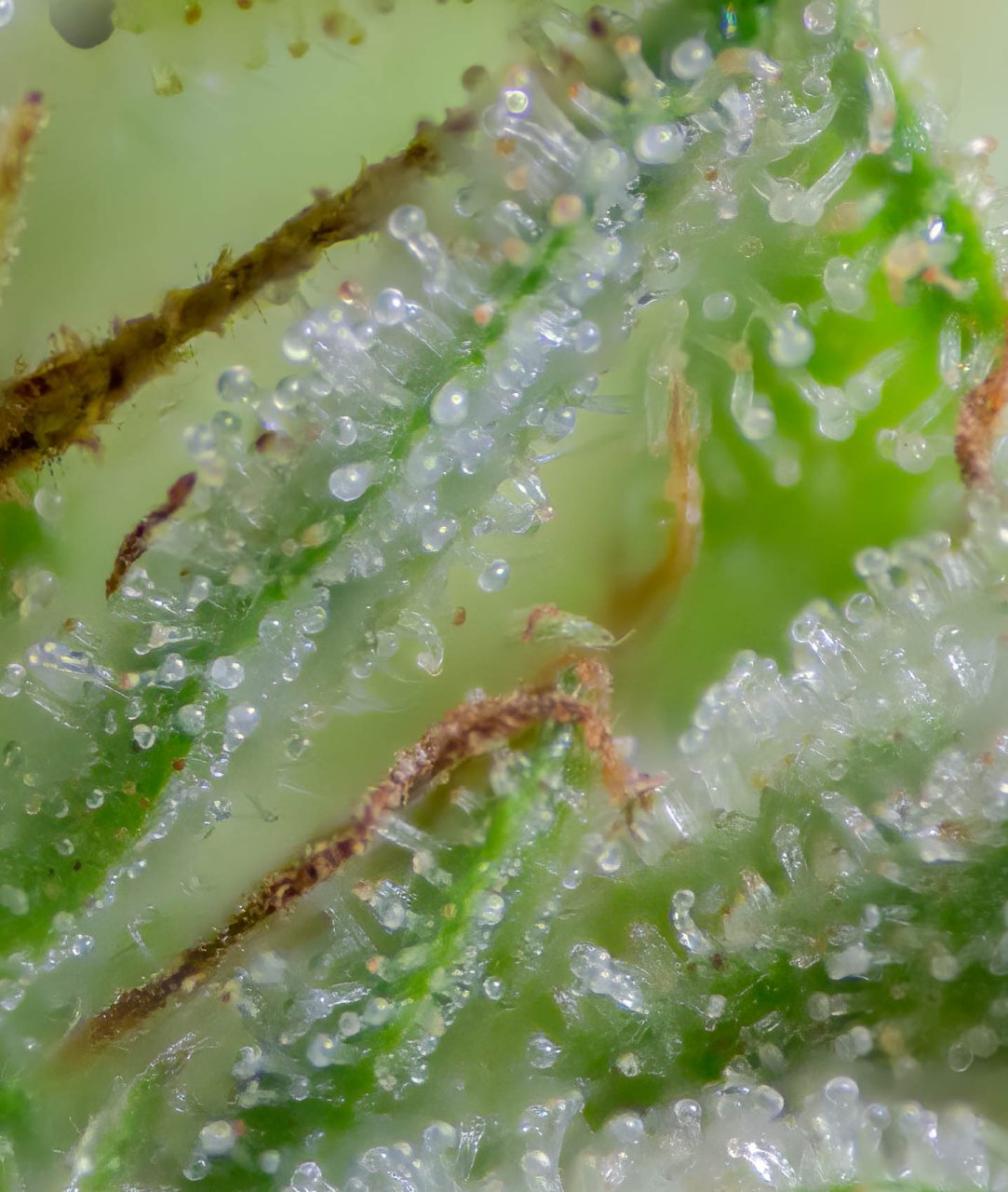 Gelato 44 Clone Outdoors.jpg