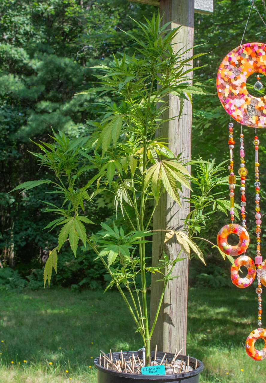 Gelato 44 Outdoor clone.jpg