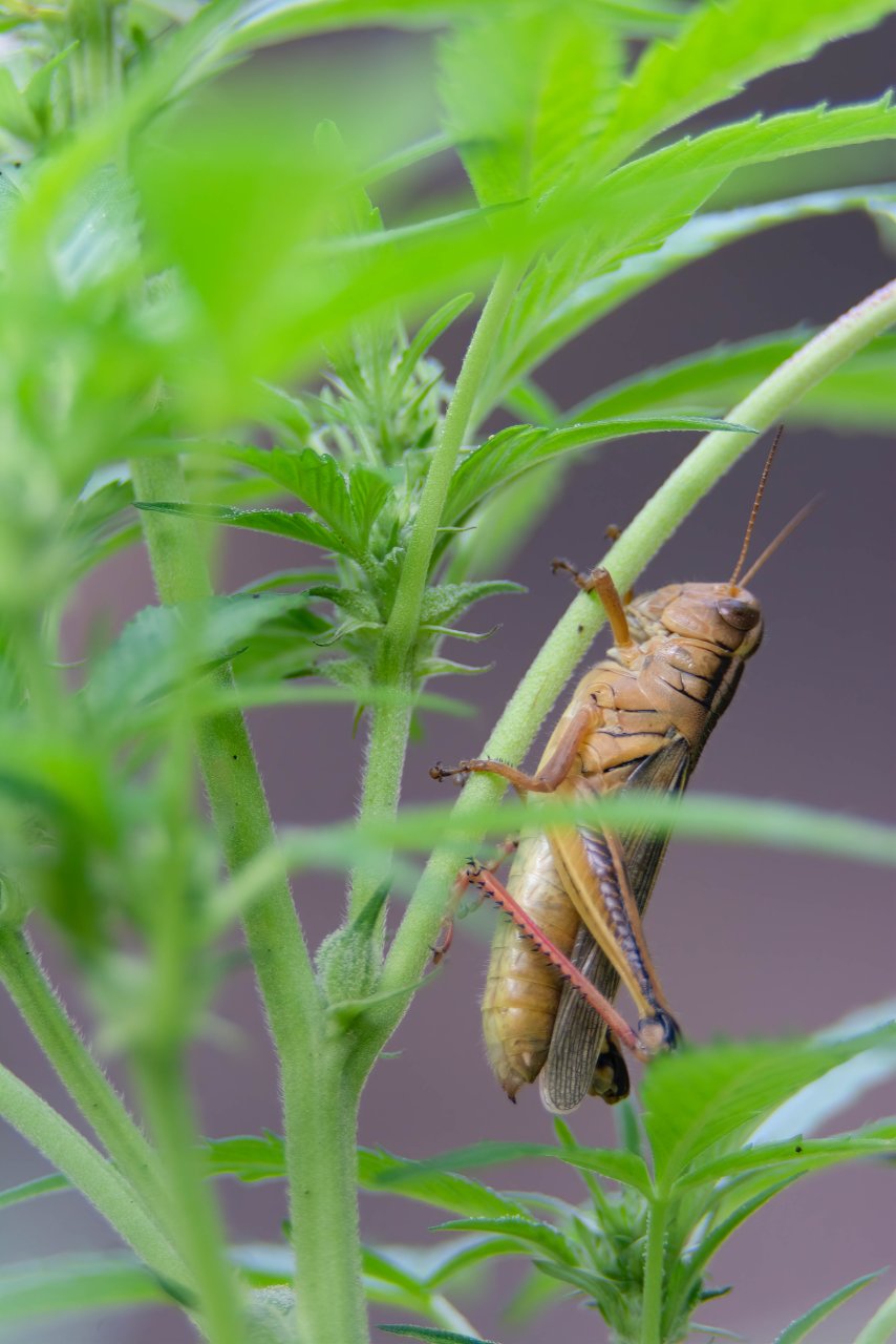 Gelato 44 Outdoor Clone Royal Queen Seeds.jpg