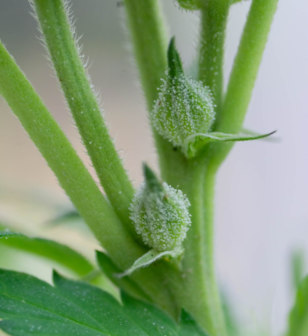 Gelato 44 Outdoor Clone Royal Queen Seeds.jpg