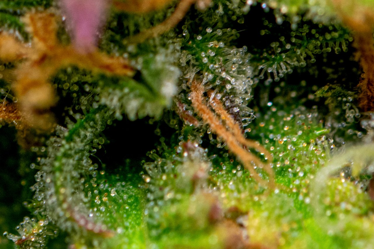 Gelato auto 1