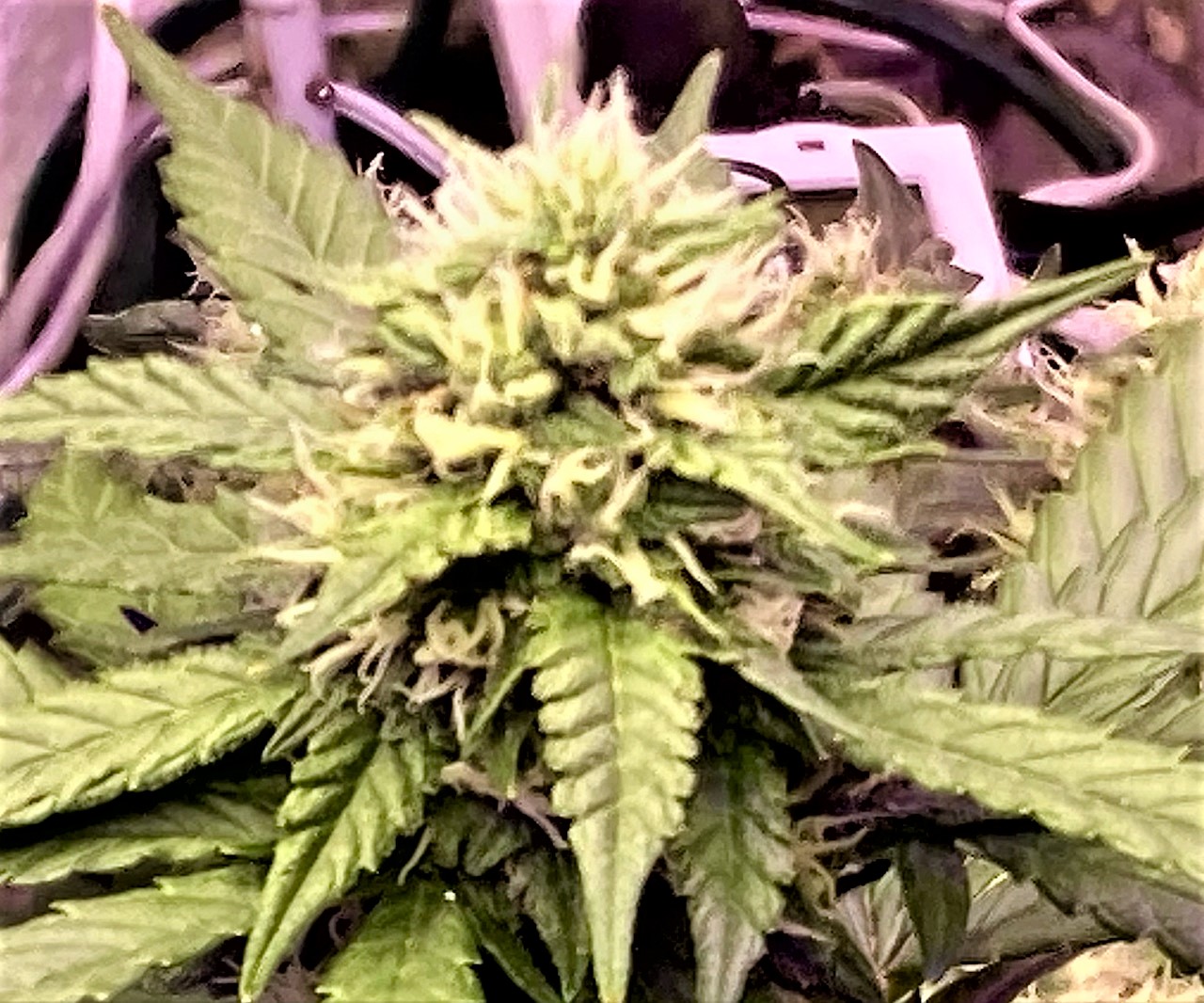 Gelato Bud 2 11 5.jpg