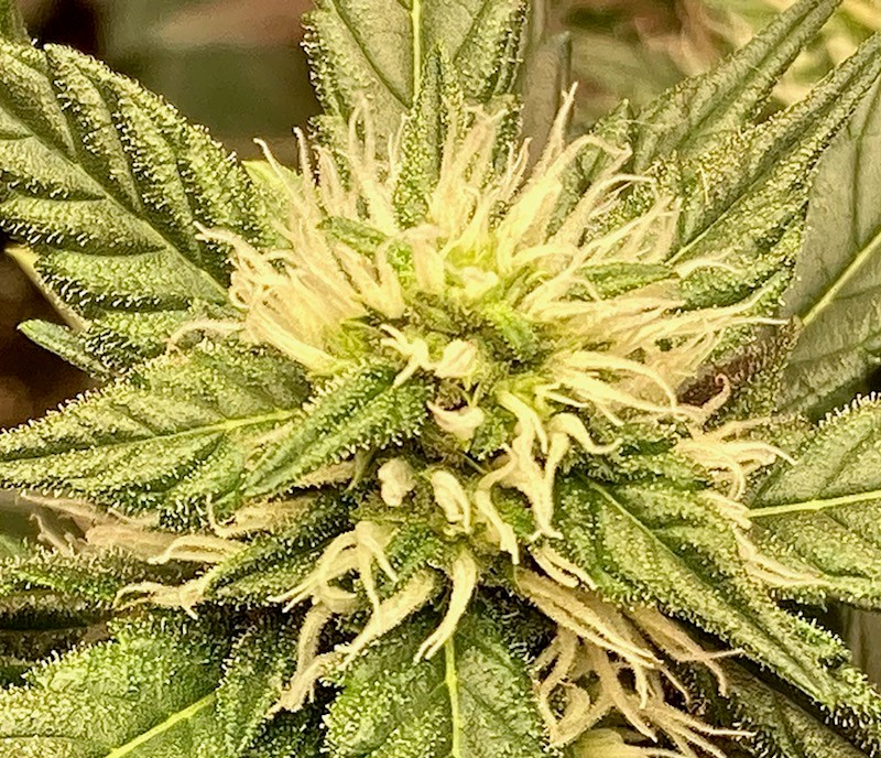 Gelato Bud Closeup 1.jpg