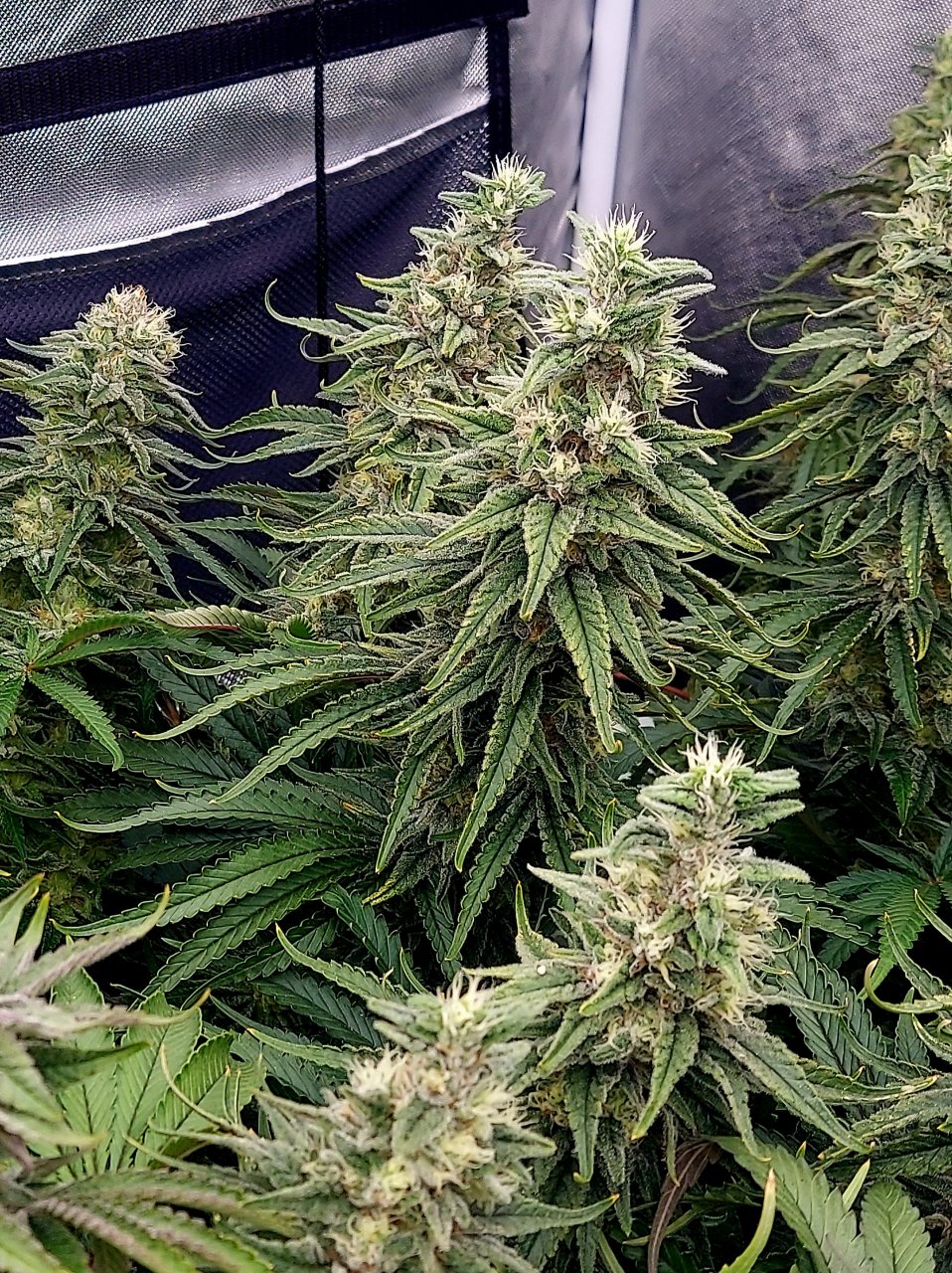 Gelato-K-Grow Journal