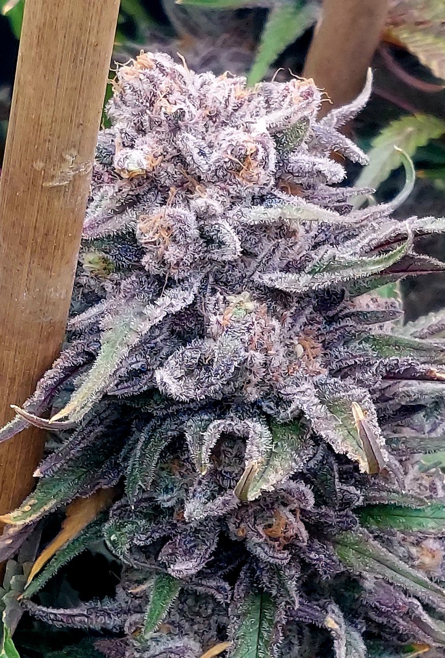 Gelato-K-Grow Journal