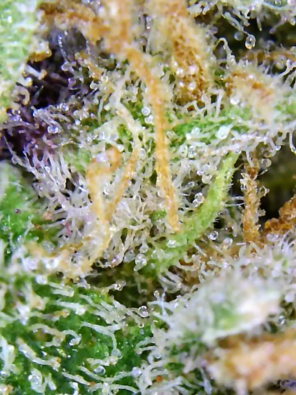 Gelato-K Trichomes