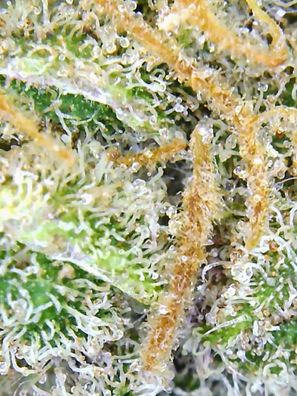 Gelato-K Trichomes