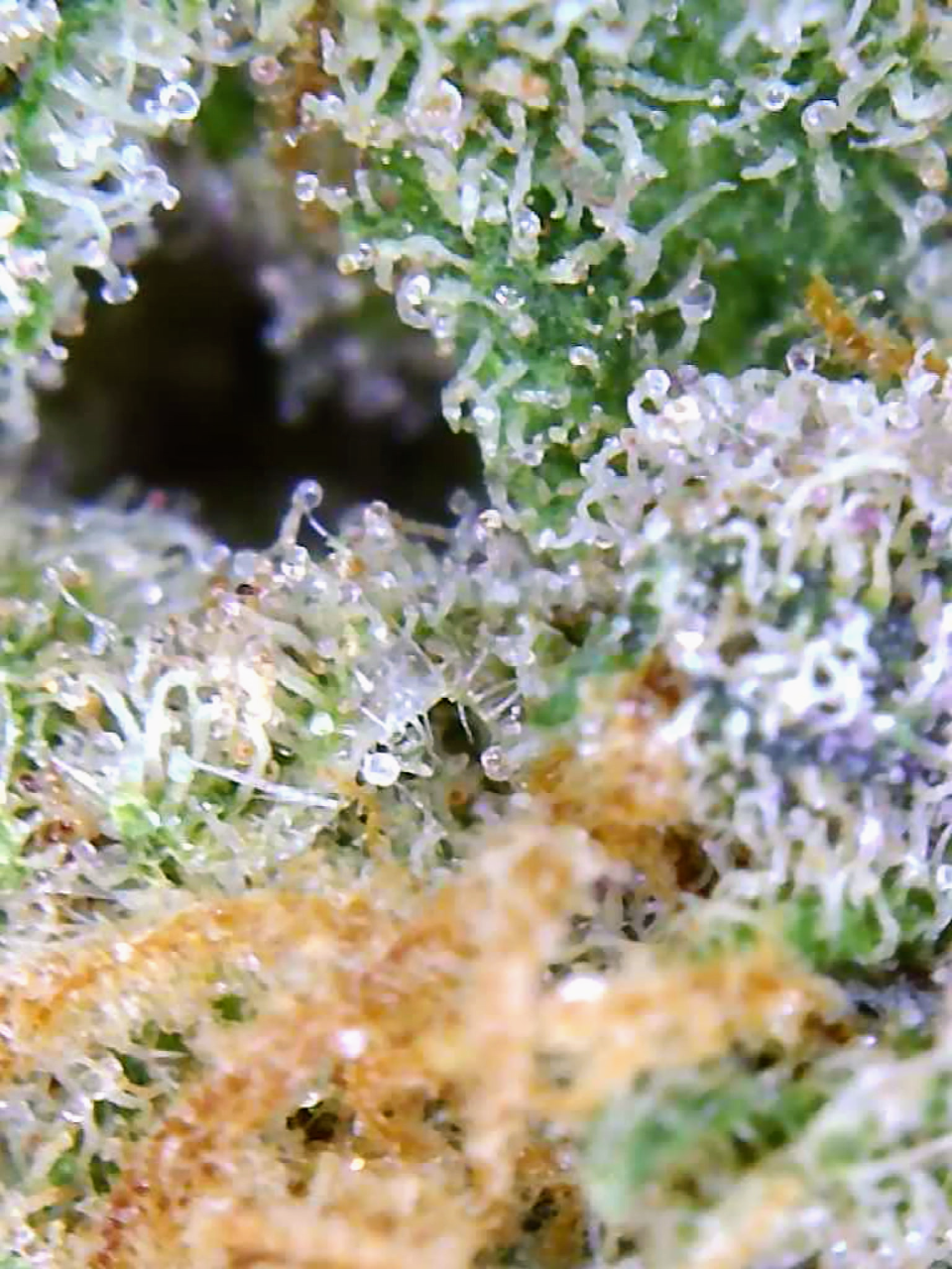 Gelato-K Trichomes