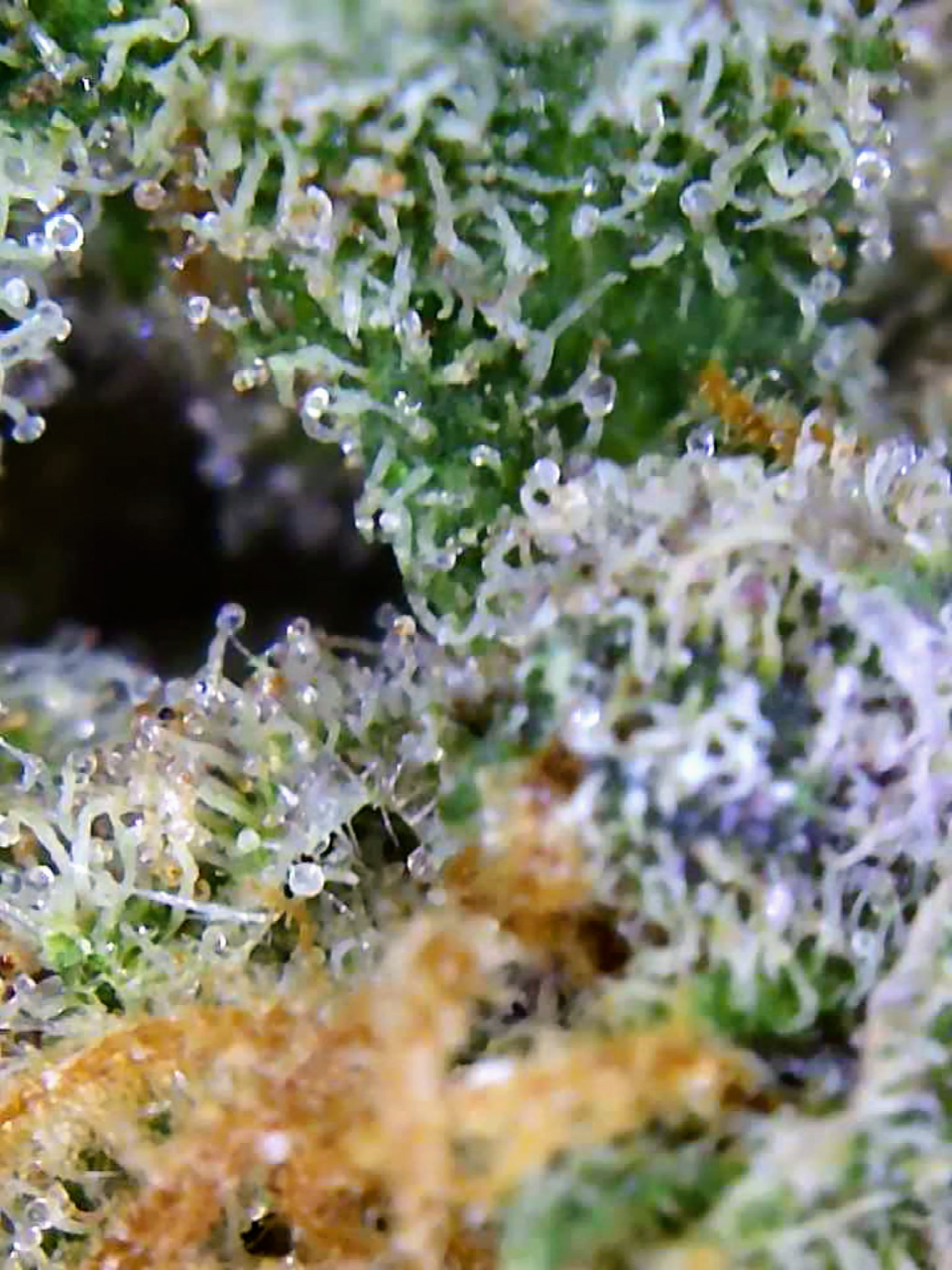 Gelato-K Trichomes