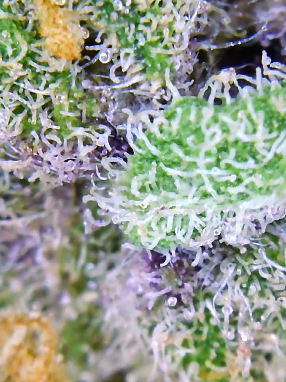 Gelato-K Trichomes