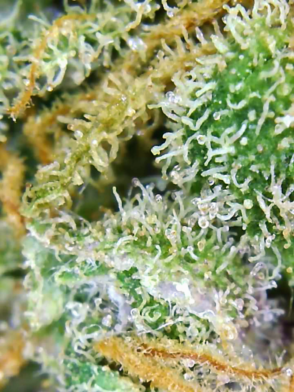 Gelato-K Trichomes