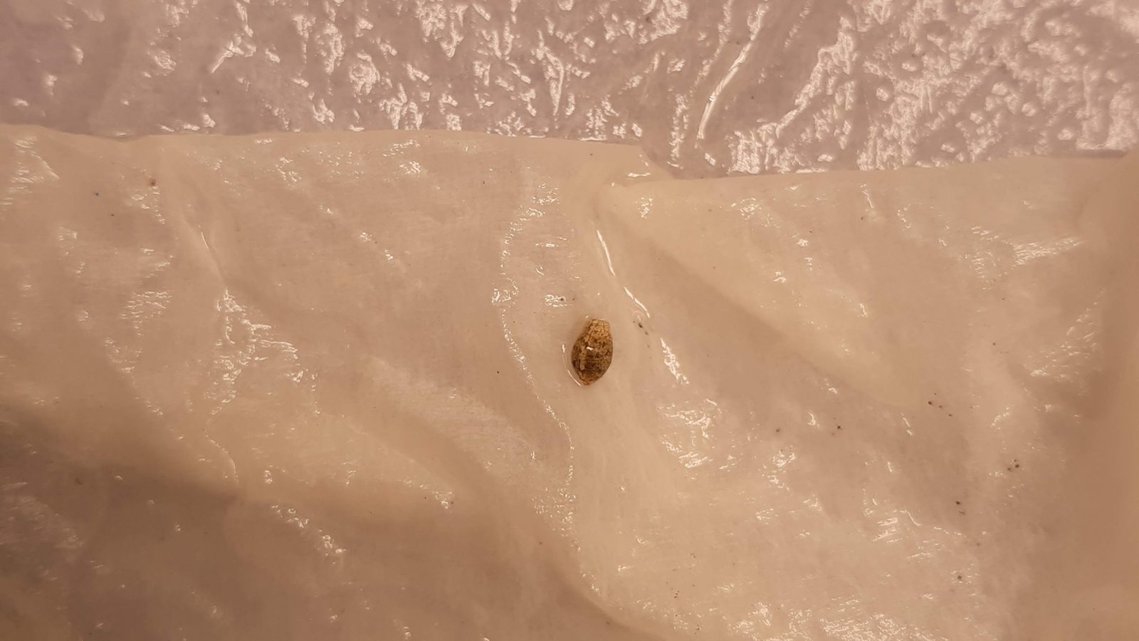 Gelato OG seed germinating trial taken on day 96.jpg