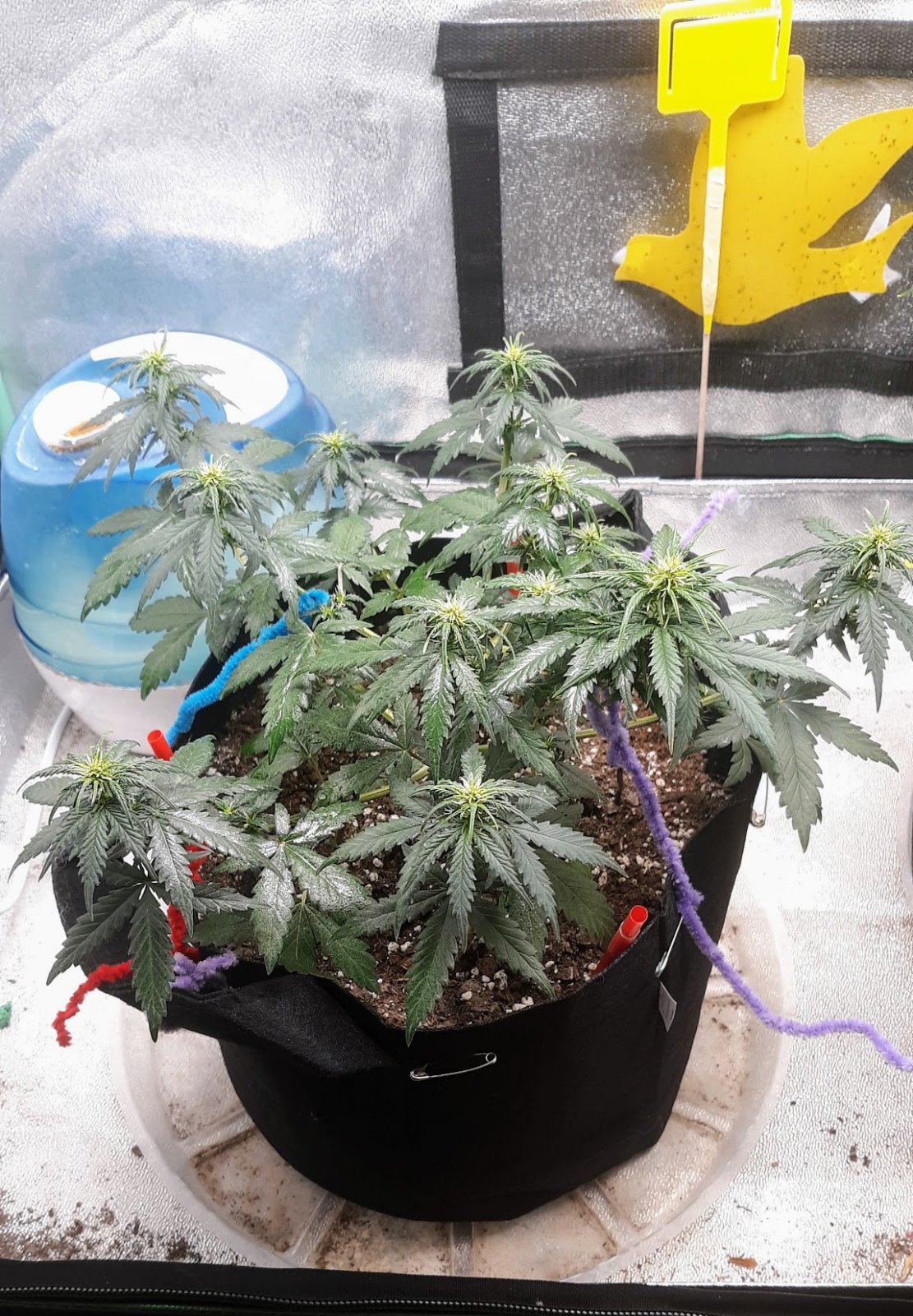 Gelato OG week5 day 29 - Copy.jpg