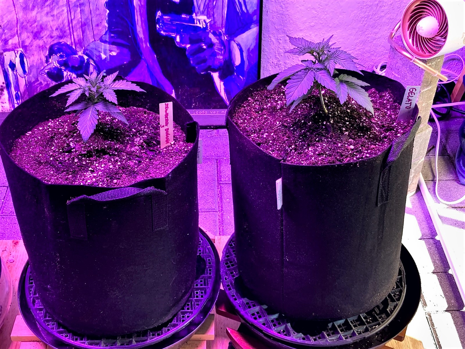 Gelato Transplant Day 17.jpg