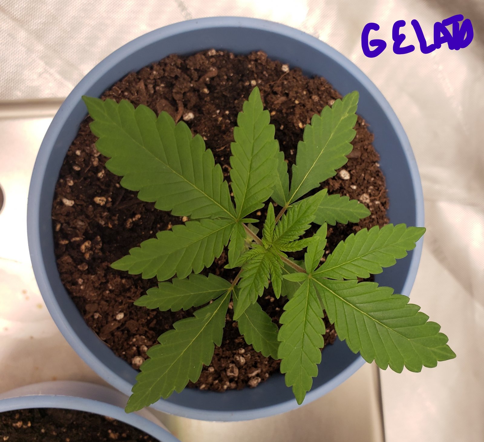 Gelato_111721.jpg