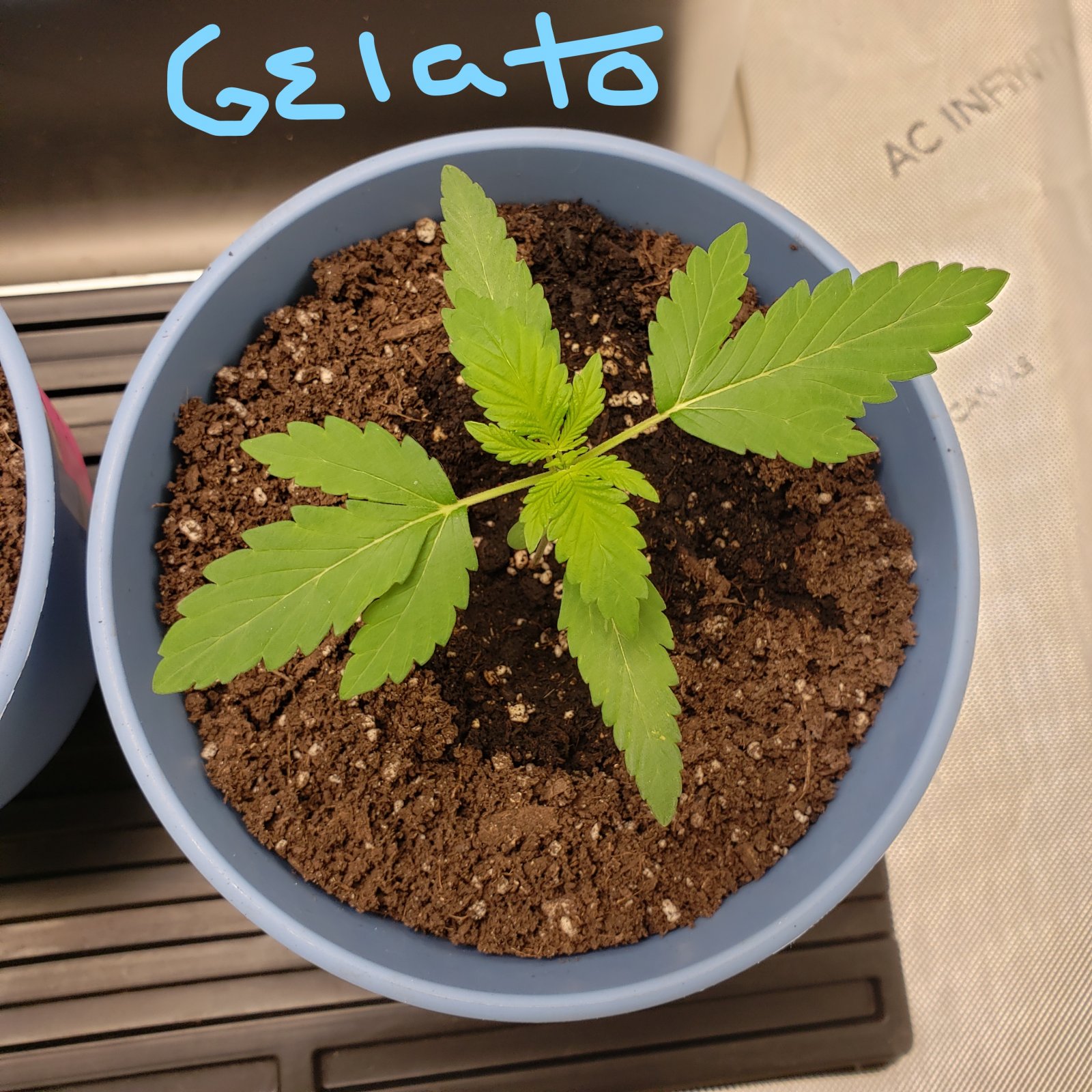 Gelato_13112021.jpg