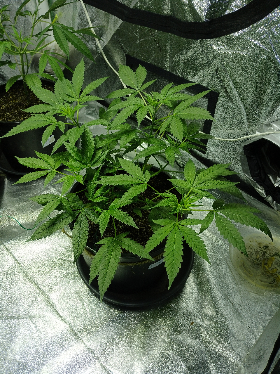 Gelato_Day56.jpg