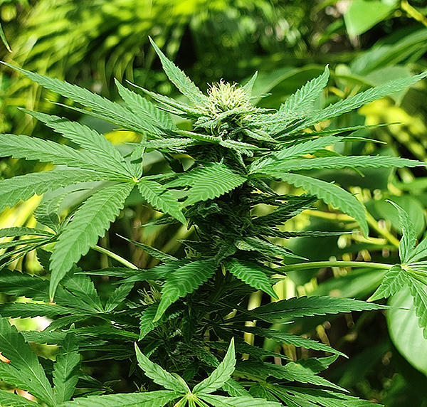 gelato_flower3.jpg