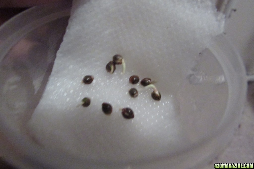 Genofarm seeds thunderhaze auto day 18 dark dragon KOS germination