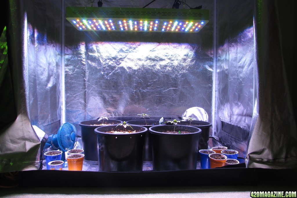 Genofarm seeds thunderhaze auto day 18 dark dragon KOS germination