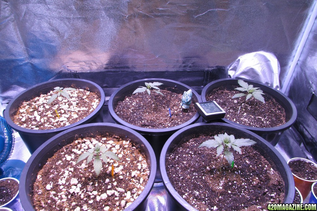 Genofarm seeds thunderhaze auto day 18 dark dragon KOS germination