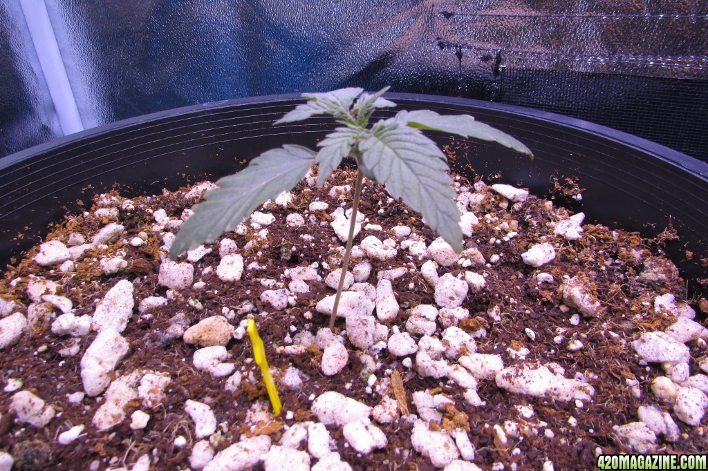 Genofarm seeds thunderhaze auto day 18 dark dragon KOS germination