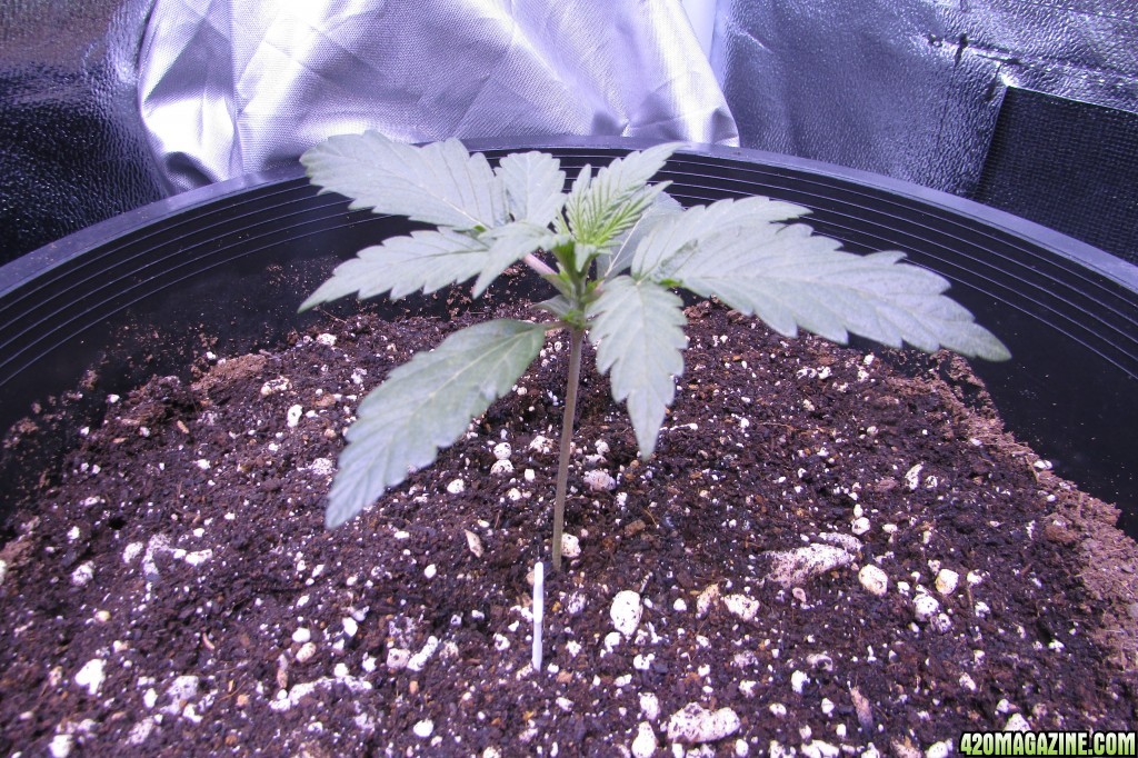 Genofarm seeds thunderhaze auto day 18 dark dragon KOS germination