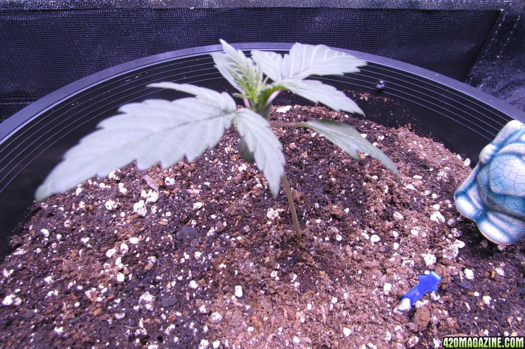 Genofarm seeds thunderhaze auto day 18 dark dragon KOS germination