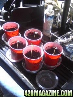 Germinated Clones and Seedlings