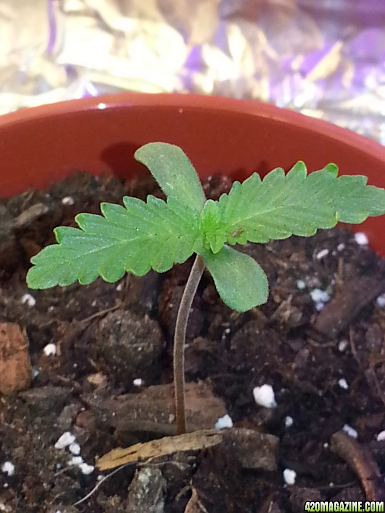 Germinated in soil 4 days