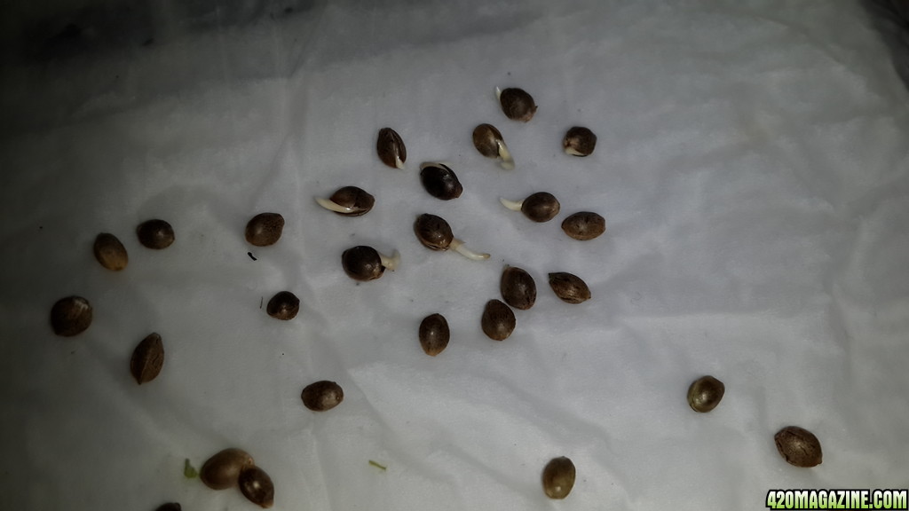 Germinated-ing Seeds