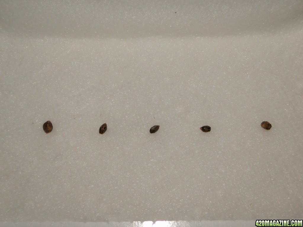 Germinating Seeds