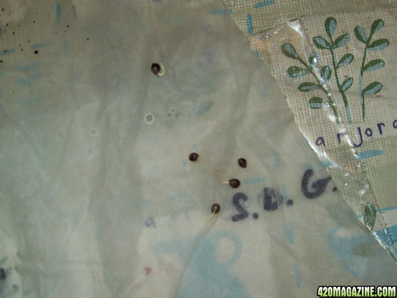 germinating seeds