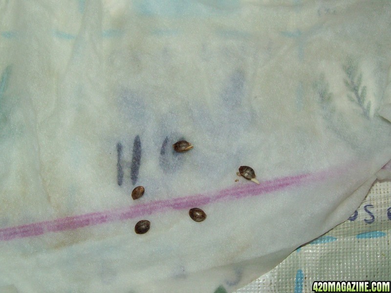 germinating seeds