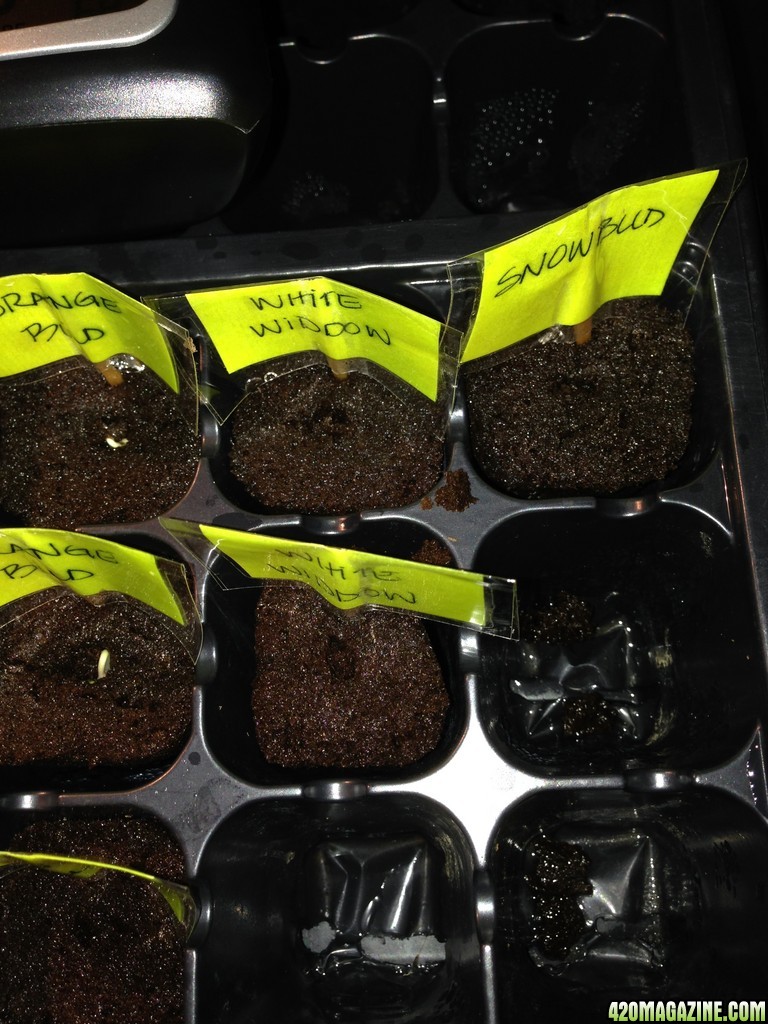 Germinating seeds