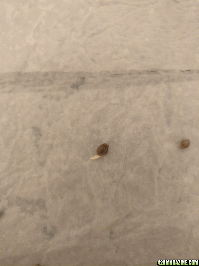 Germination of unknown seeds