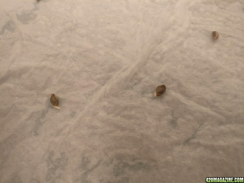 Germination of unknown seeds