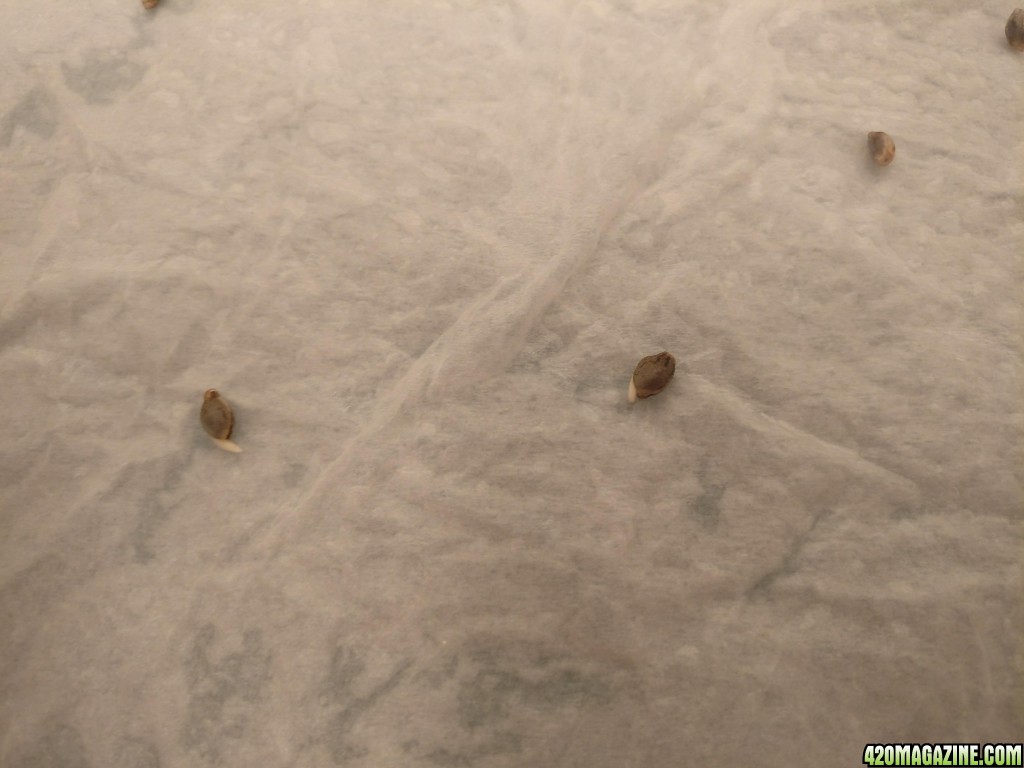 Germination of unknown seeds