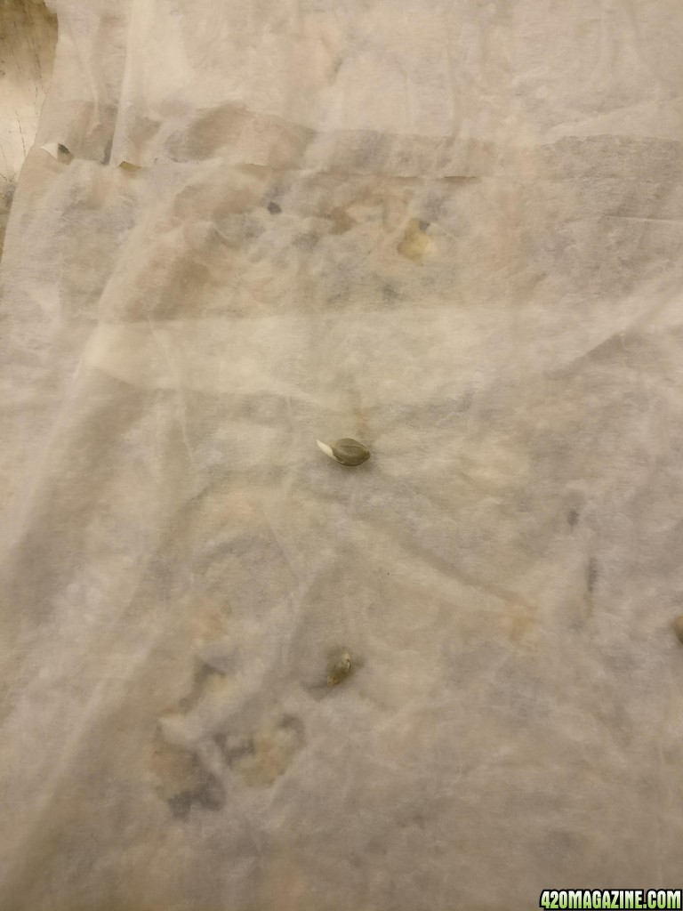 Germination of unknown seeds