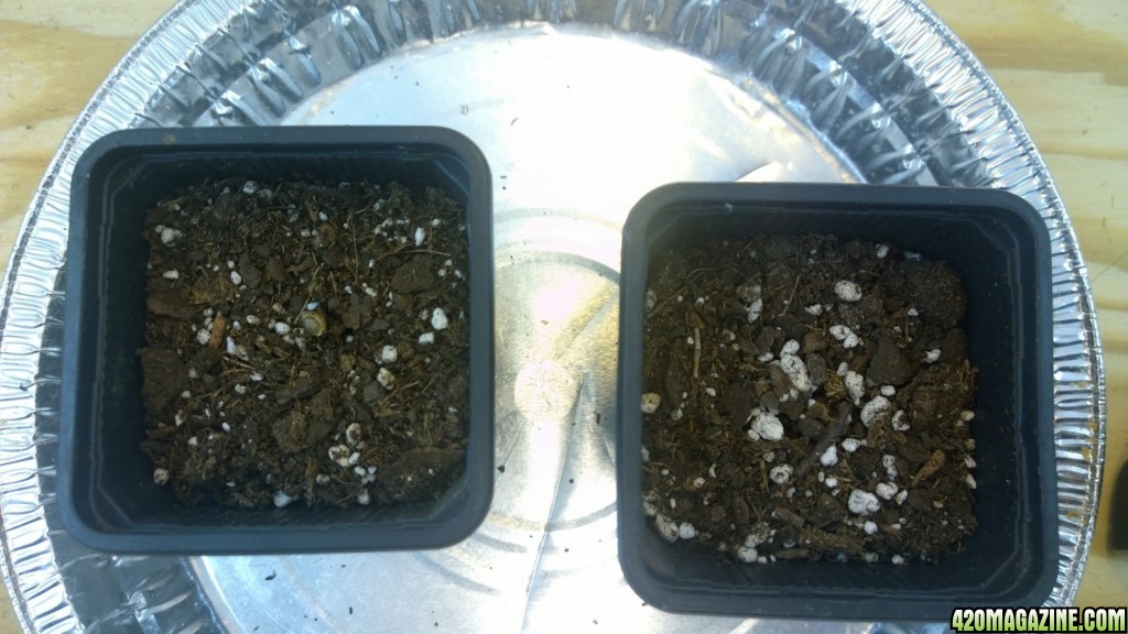 Germination - Seedling