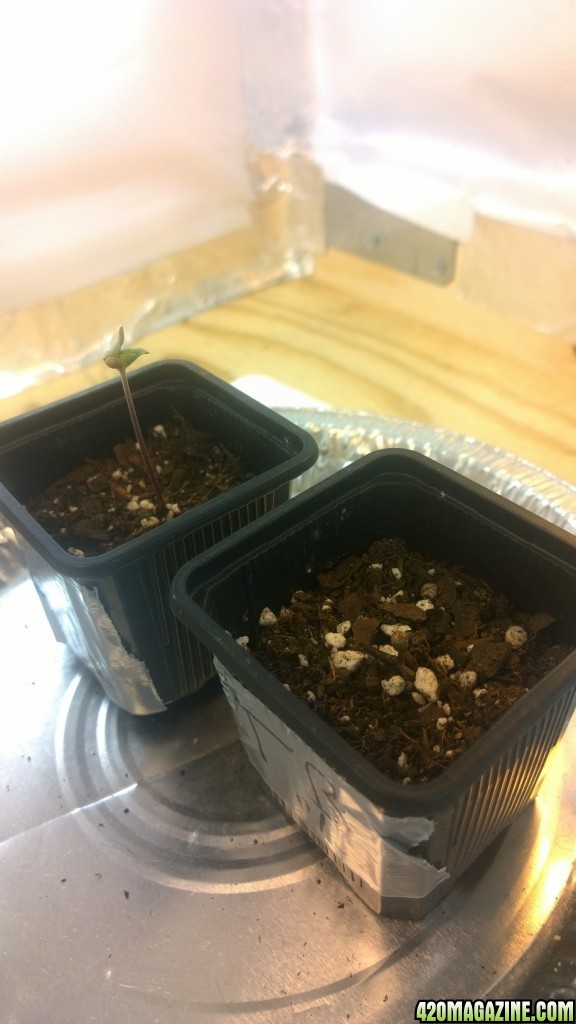 Germination - Seedling